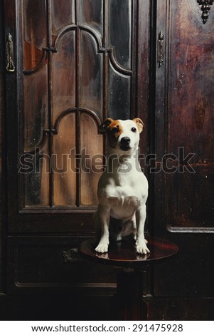 dog sits on wooden retro chair. Vintage dark background interior