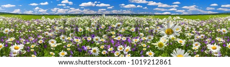 Similar – Foto Bild Blaue Glockenblume am Wegrand mit unscharfen Steinen im Hintergrund