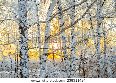 the winter landscape with a sunset in the forest, the sun shines through branches of the trees covered with snow