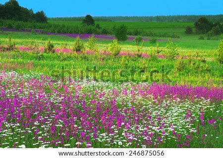 the summer  landscape with  flowers on a meadow and  sunset