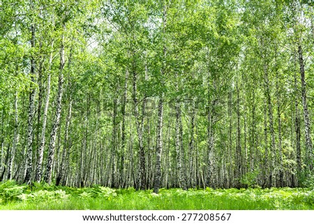 summer rural landscape with the birch forest