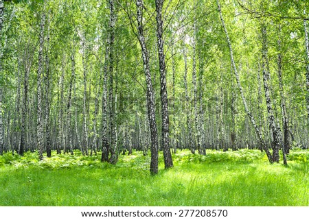 summer rural landscape with the birch forest and the sun
