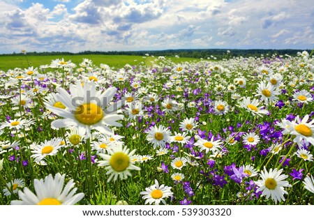 FREE IMAGE: The flowers in the meadow - Libreshot Public Domain Photos