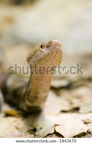 The Copperhead is the most common venomous snake found in the eastern US. It is also known by the name \