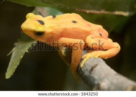 Panamanian Golden Frog, Atelopus zetiki,