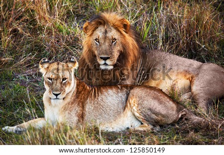Male lion and female lion - a couple, on savanna. Safari in Serengeti, Tanzania, Africa