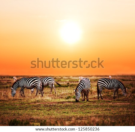 Zebras herd on savanna at sunset, Africa. Safari in Serengeti, Tanzania