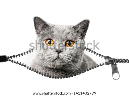 Similar – Image, Stock Photo nosy cat spies Animal Pet