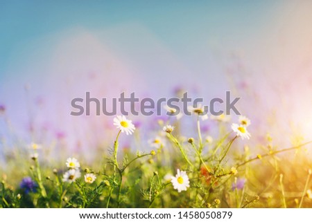 Daisies Wild
