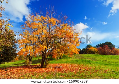 Autumn, fall landscape with a tree full of colorful leaves, sunny blue sky.
