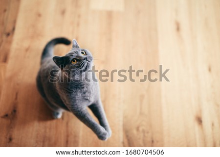 Similar – Image, Stock Photo play instinct