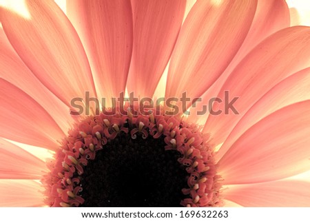 Flower close-up, sunlight from behind. Fresh, spring background