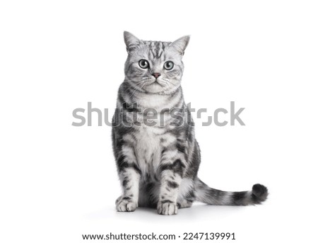 Similar – Image, Stock Photo white tabby British Shorthair cat meows in nature