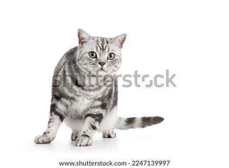 Similar – Image, Stock Photo white tabby British Shorthair cat meows in nature