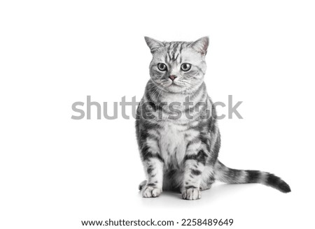 Similar – Image, Stock Photo white tabby British Shorthair cat meows in nature