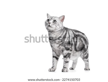 Similar – Image, Stock Photo white tabby British Shorthair cat meows in nature