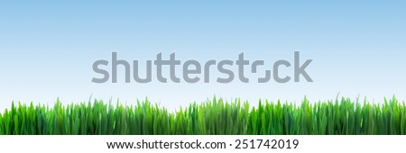 Fresh green grass panorama on clear blue sky background. Super high resolution, premium quality banner.