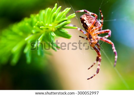 European garden spider called cross spider. Araneus diadematus species. Close-up