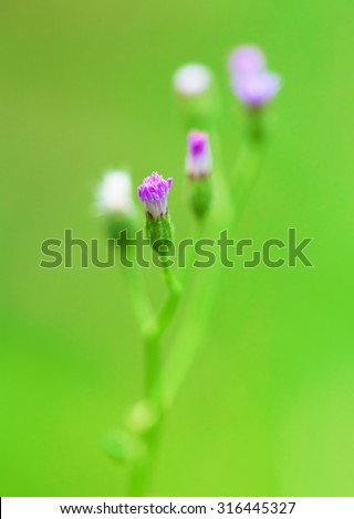 flat weed (Hypochaeris radicata) blossoms on green background