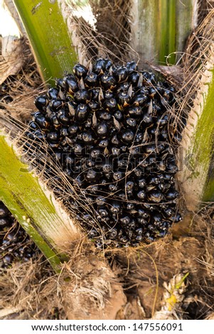Oil Palm Fruits in the Palm tree