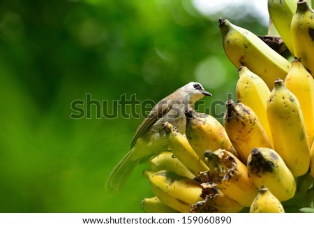 Bird eating bananas