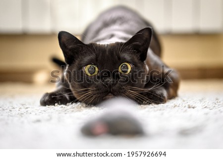 Cat hunting to mouse at home, Burmese cat face before attack close-up. Portrait of funny domestic kitten plays indoor. Look of happy Burma cat preparing to jump. Eyes of playful pet wanting to pounce.