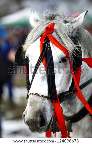 Color shot of a white horse decorated with red ribbons.