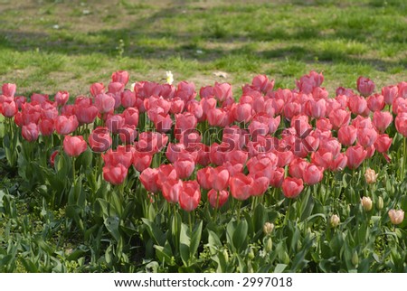 tulips pattern