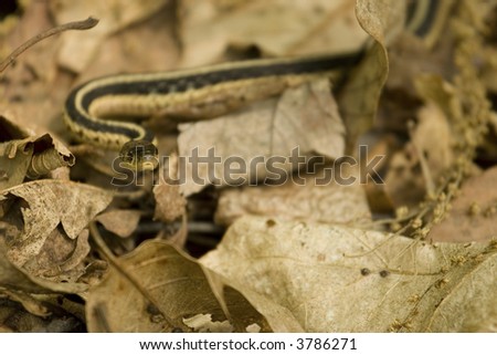 head of garter snake in New York state wetland