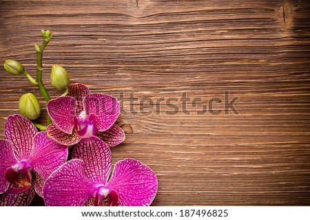 Pink orchid flowers on a wooden background. Orchid background.