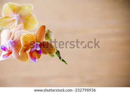 Orange orchid flower. Smooth back background. Studio photography.