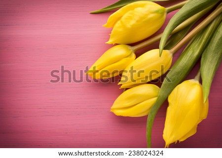 Yellow tulips on a pink surface. Studio photography.