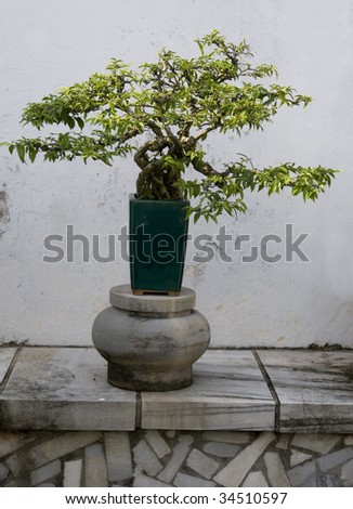 A bonsai in a chinese style garden.