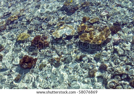 Transparent sea water with the sunlight reflection. The sea is cover with coral and plants.