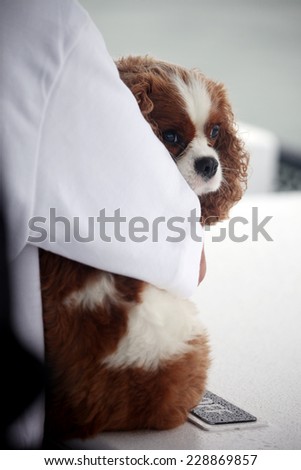 Spaniel dog hugged by owner.
