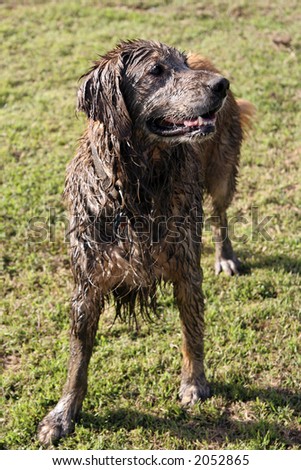 Muddy dog at the park