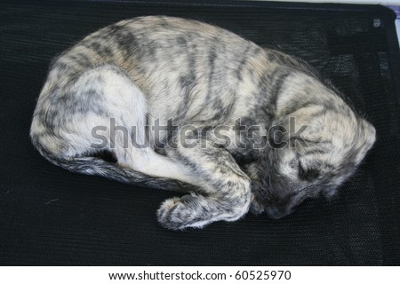 Fetal position of a sleepy Irish Wolfhound puppy