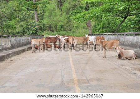 Group of thai cow on the road.