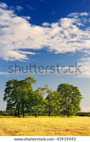 Group of trees on the brink of a vast yellow meadow