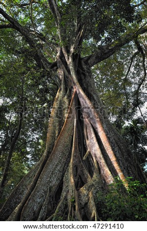 Huge trunk of a sacred tree in the Indian forest