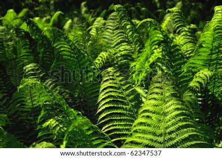 Numerous of green fern fronds in forest