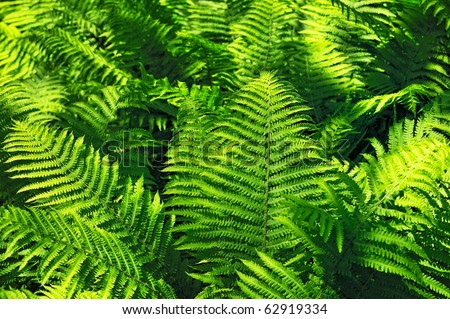 Green fern fronds from a short distance