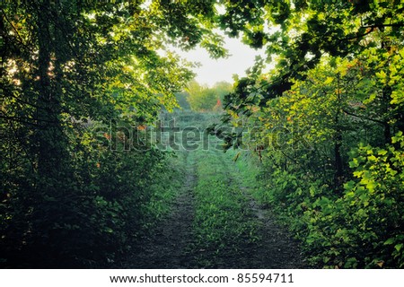Rural path between trees in the early morning