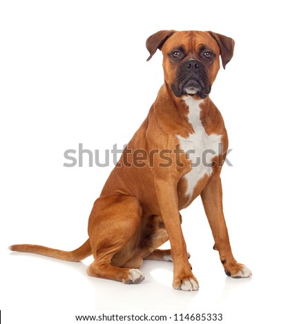 Similar – Foto Bild Boxer Hund Portrait Nahaufnahme Im Park