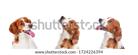Three cute dog isolated on a white background