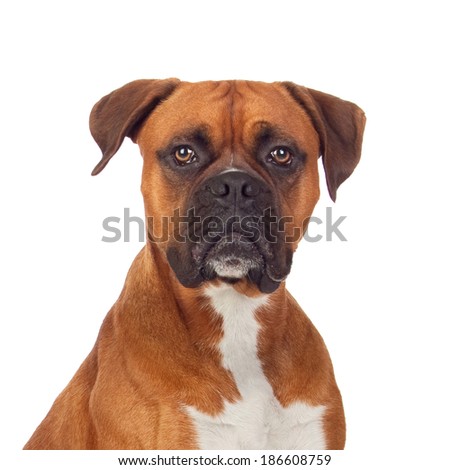 Brown dog bulldog isolated on white background
