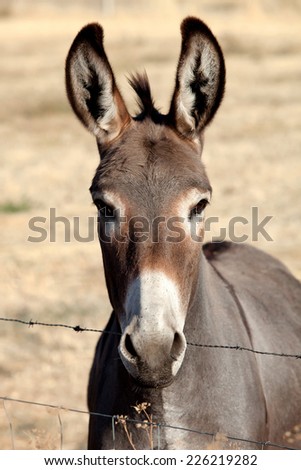 Funny donkey looking at camera behind a fence
