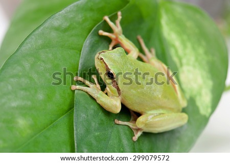 Green frog with bulging eyes golden on a leaf