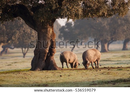 Similar – Image, Stock Photo Iberian pigs grazing Meat