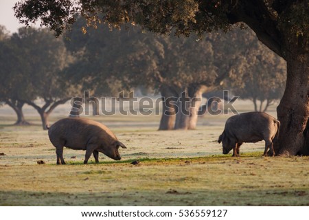 Similar – Image, Stock Photo Iberian pigs grazing Meat